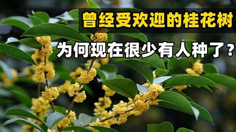 種桂花風水|家裡種桂花樹在風水上有什麼講究？這些禁忌要注意！。